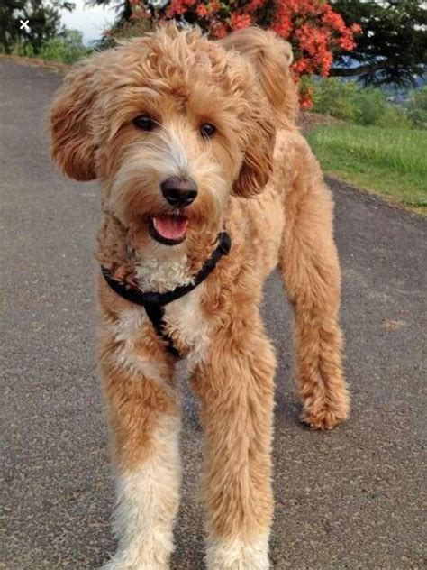 Straight hair goldendoodle. Things To Know About Straight hair goldendoodle. 